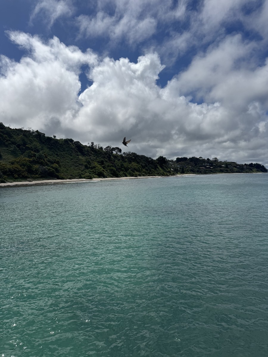 Ластівка австралійська - ML644908003