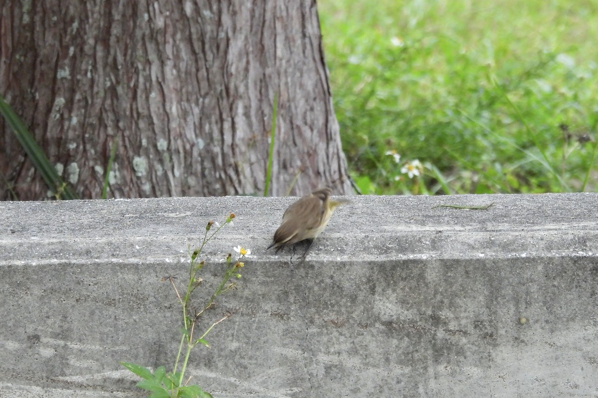 Пісняр-лісовик рудоголовий - ML644908004