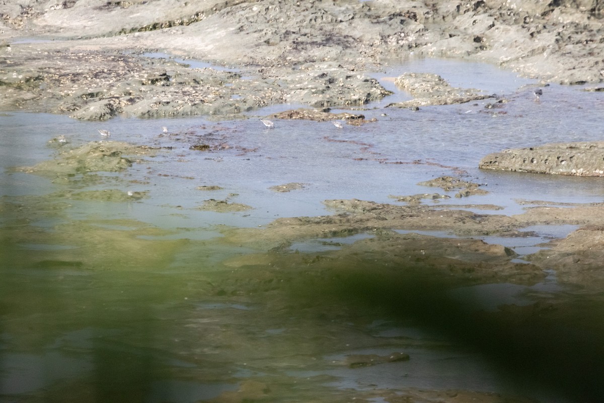 Побережник рудоголовий - ML644908005