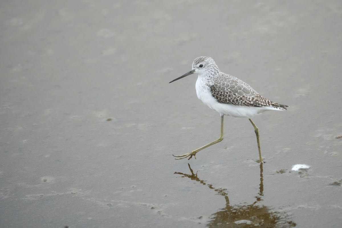 Коловодник ставковий - ML644908006