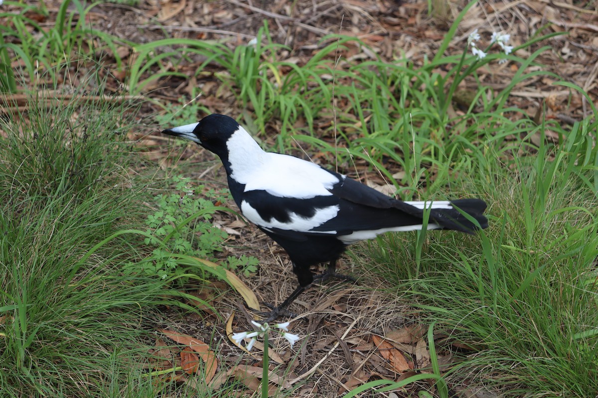 Сорочиця велика - ML644908007