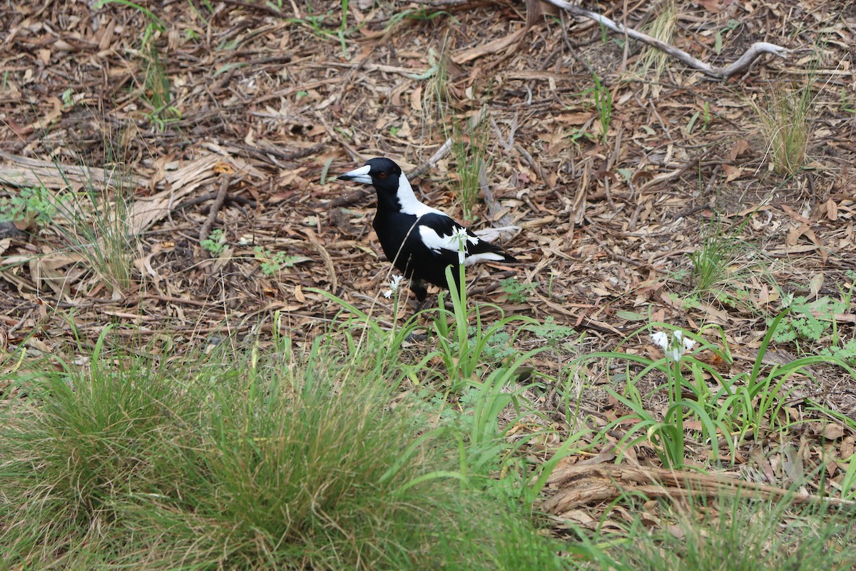 Сорочиця велика - ML644908008