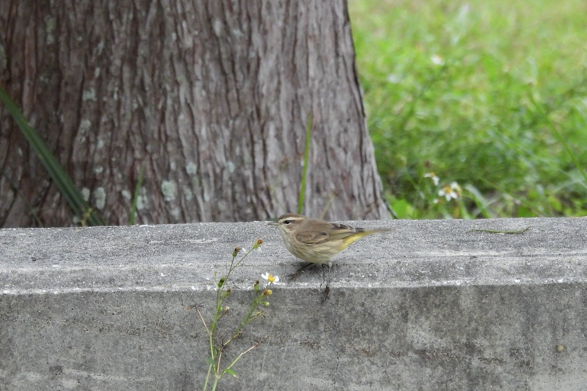 Пісняр-лісовик рудоголовий - ML644908009