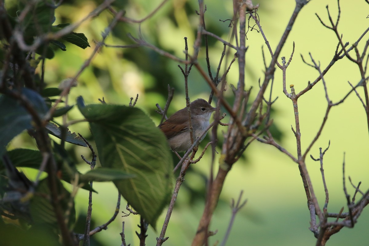 Кропив'янка Sylvia/Curruca sp. - ML644908013