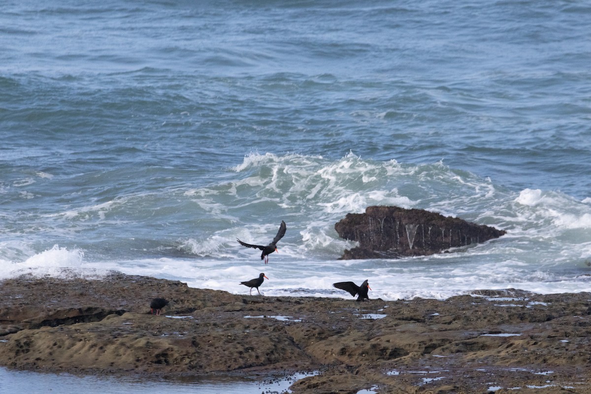 Кулик-сорока австралійський - ML644908019