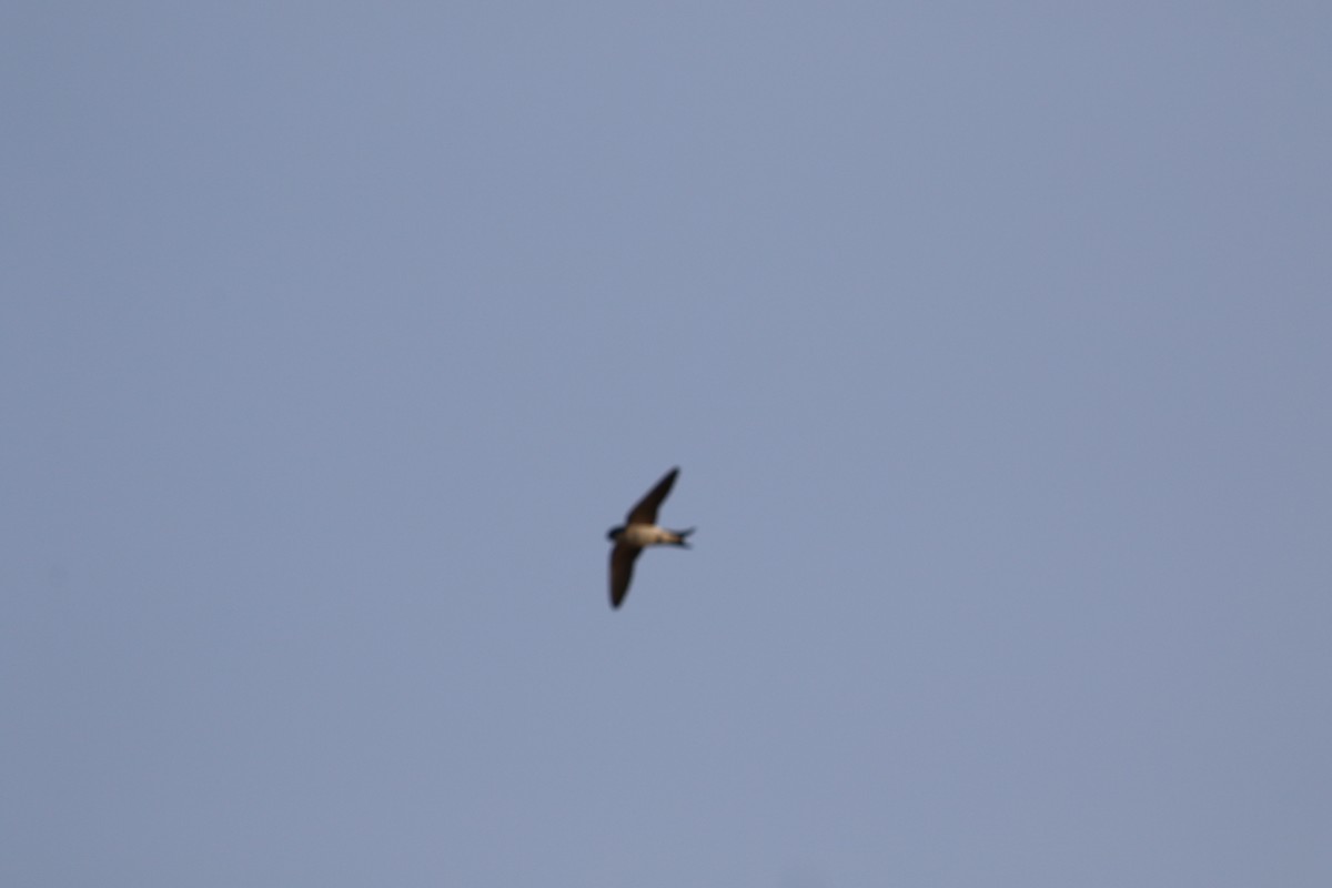 Ластівка міська західна - ML644908022