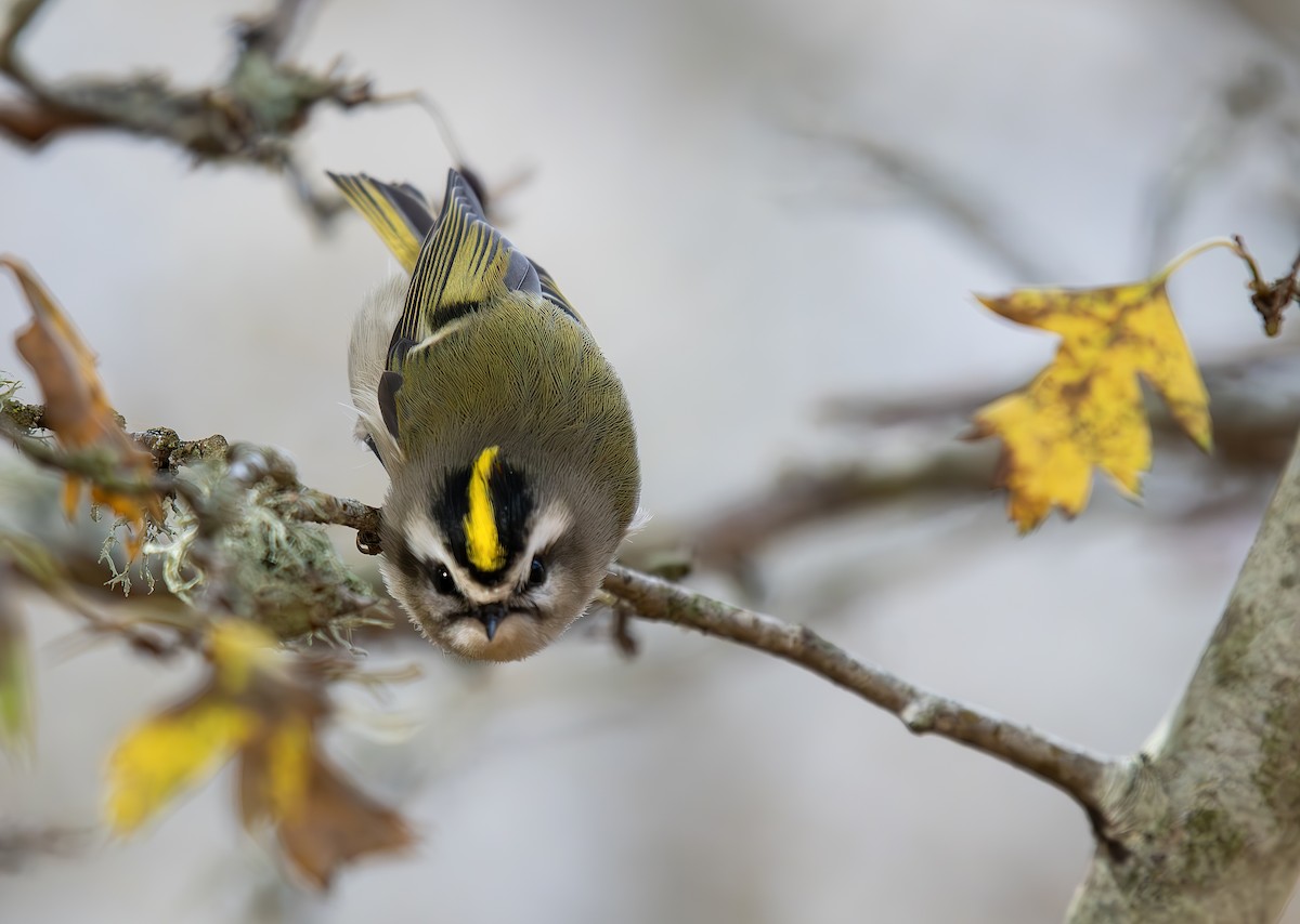 Золотомушка світлоброва - ML644908023