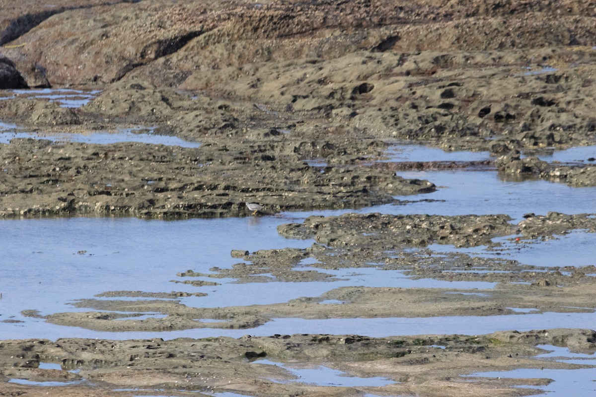 Коловодник попелястий - ML644908024