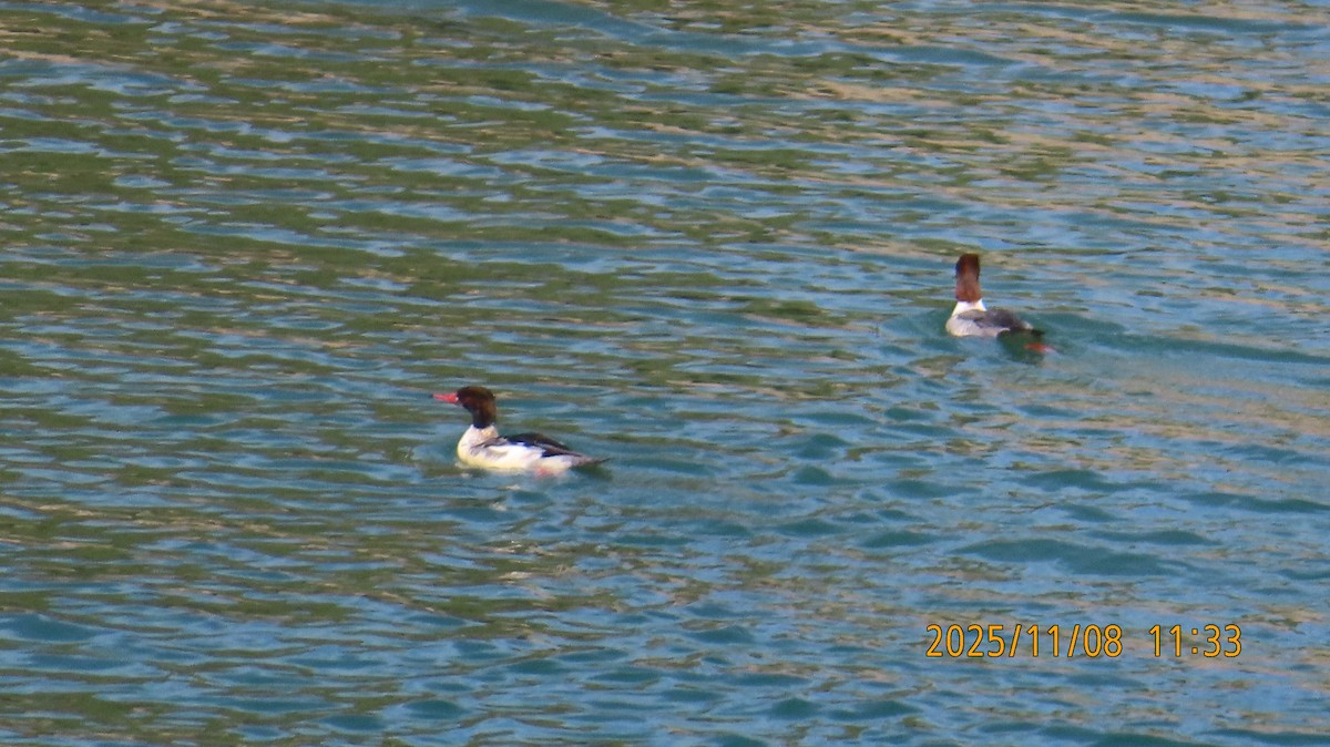 Крех великий - ML644908025