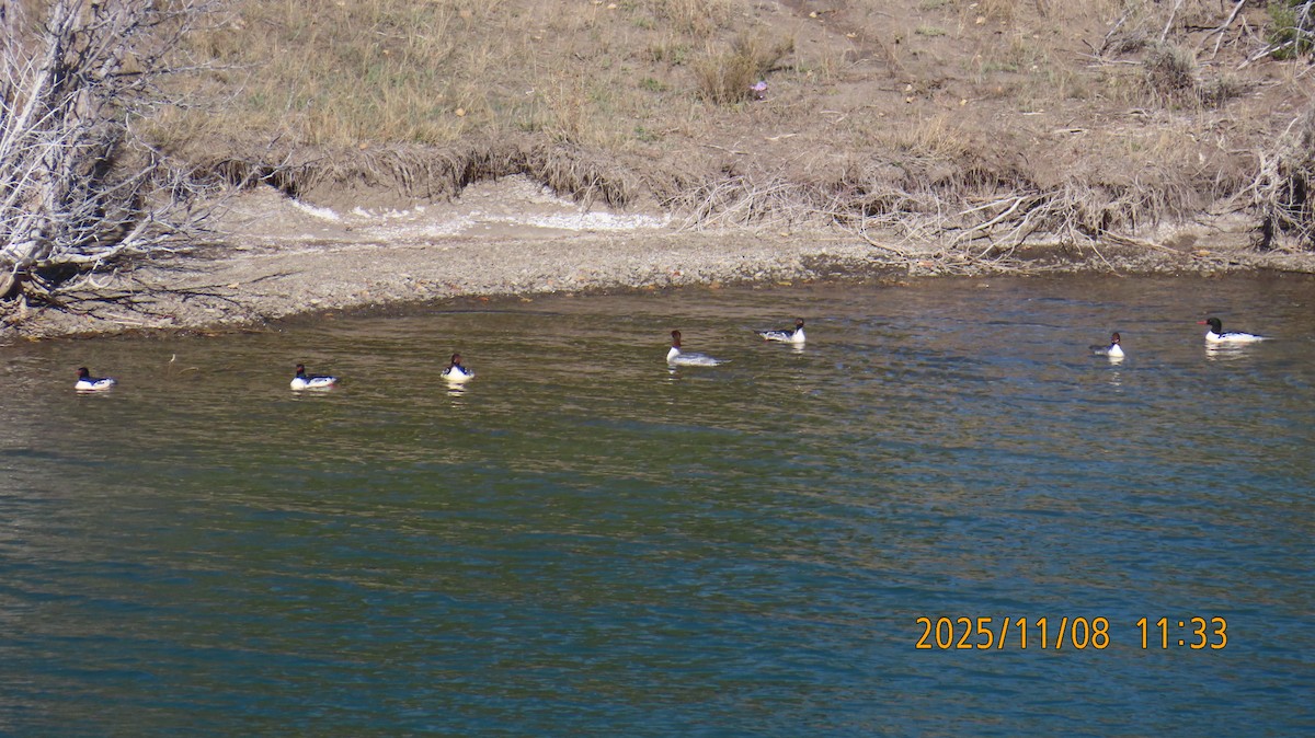 Крех великий - ML644908026