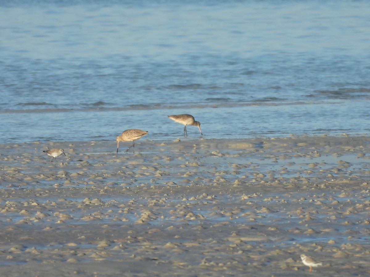 Пісочник жовтоногий - ML644908028