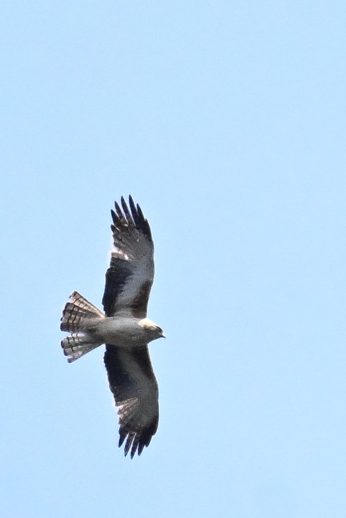 Орел-карлик австралійський - ML644908029