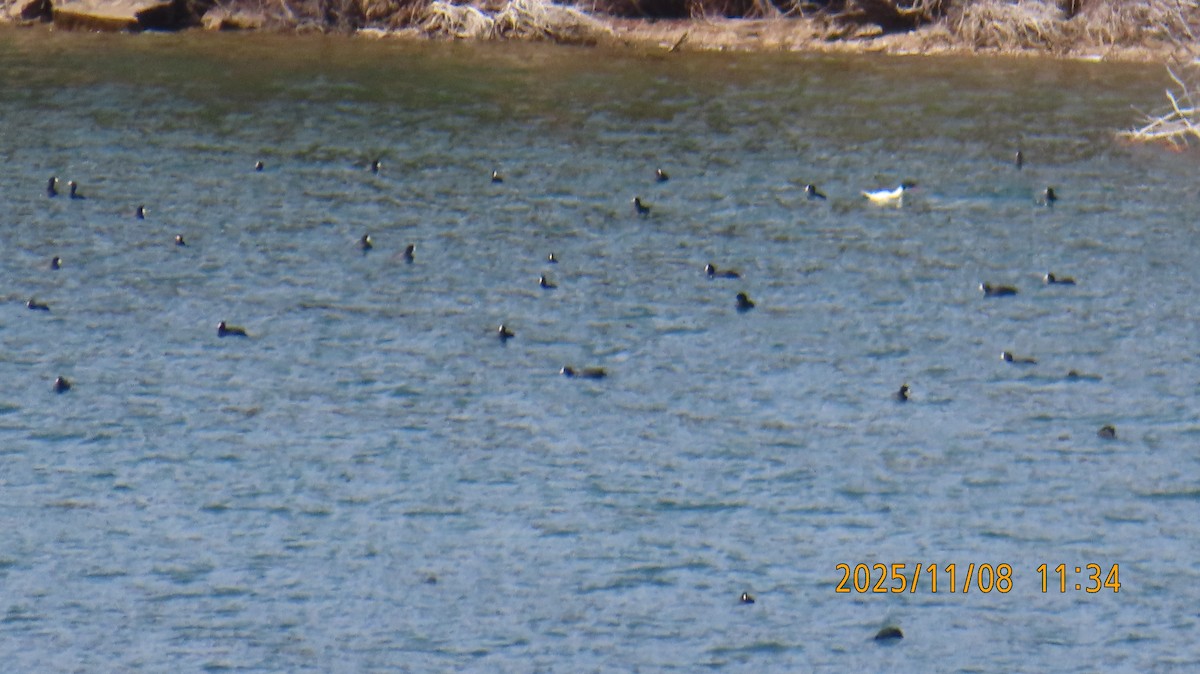 אגמית אמריקנית - ML644908052