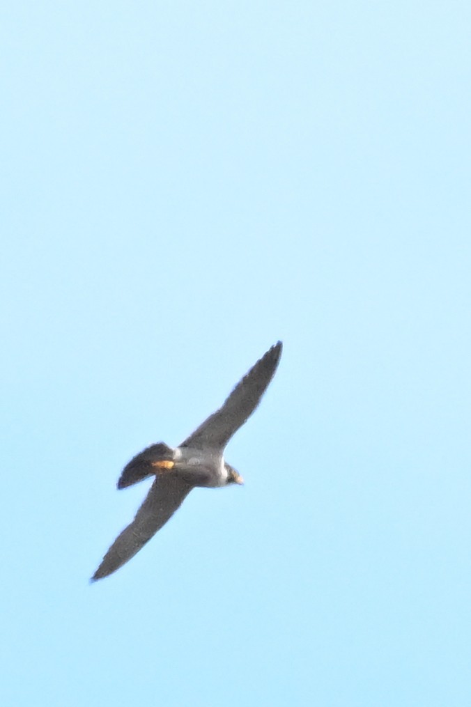 Peregrine Falcon - ML644908062