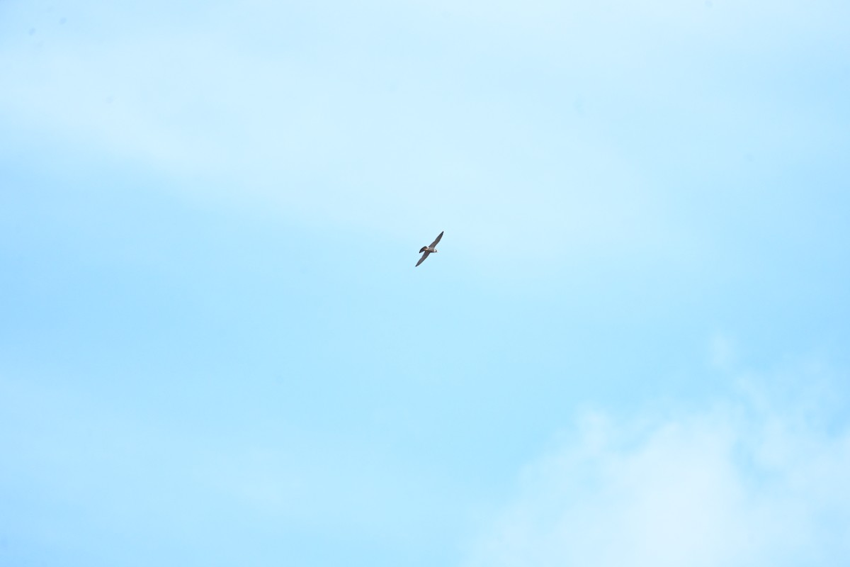 Peregrine Falcon - ML644908063