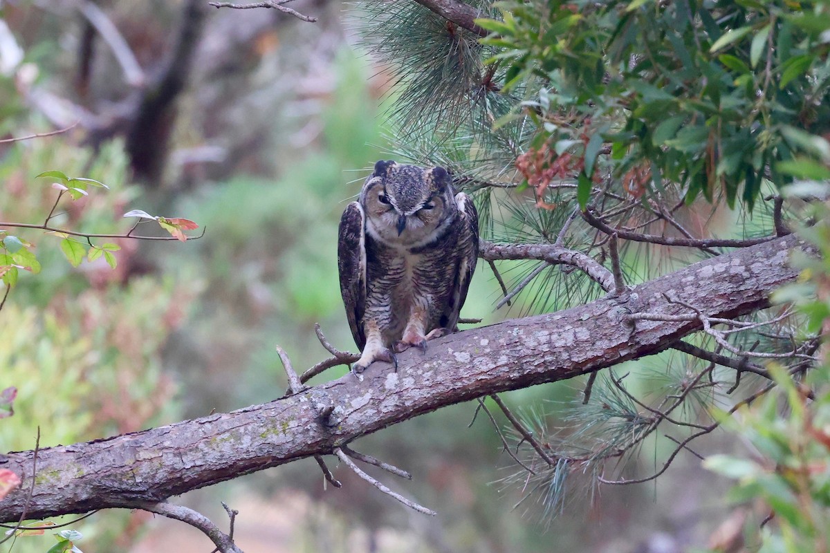 Great Horned Owl - ML644908067