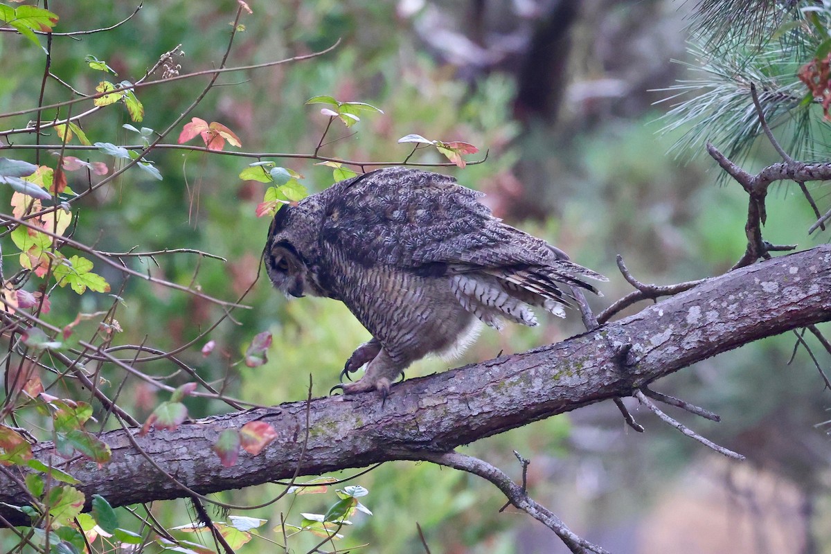 Great Horned Owl - ML644908068