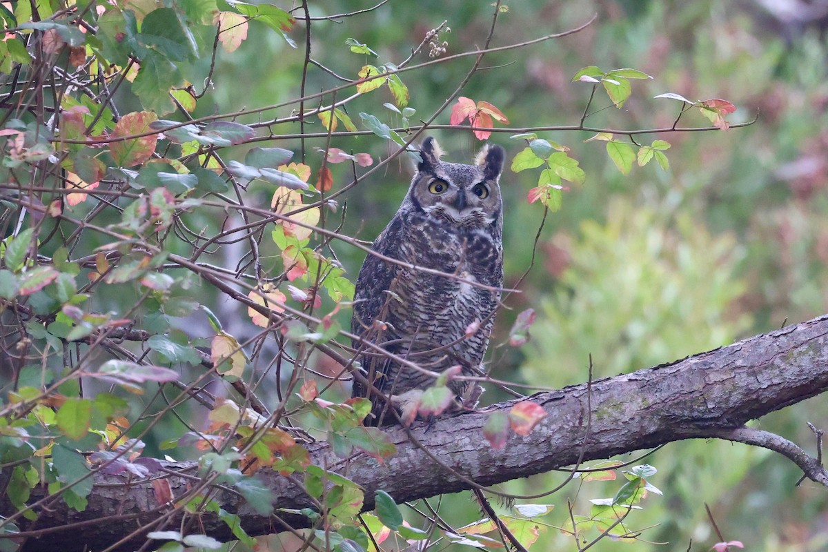 Great Horned Owl - ML644908069