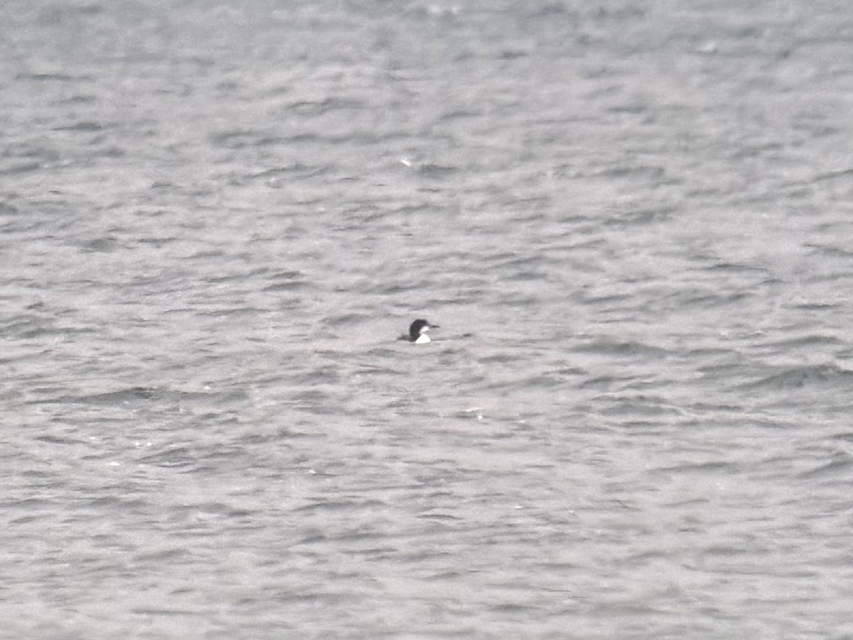 Pacific Loon - ML644908072