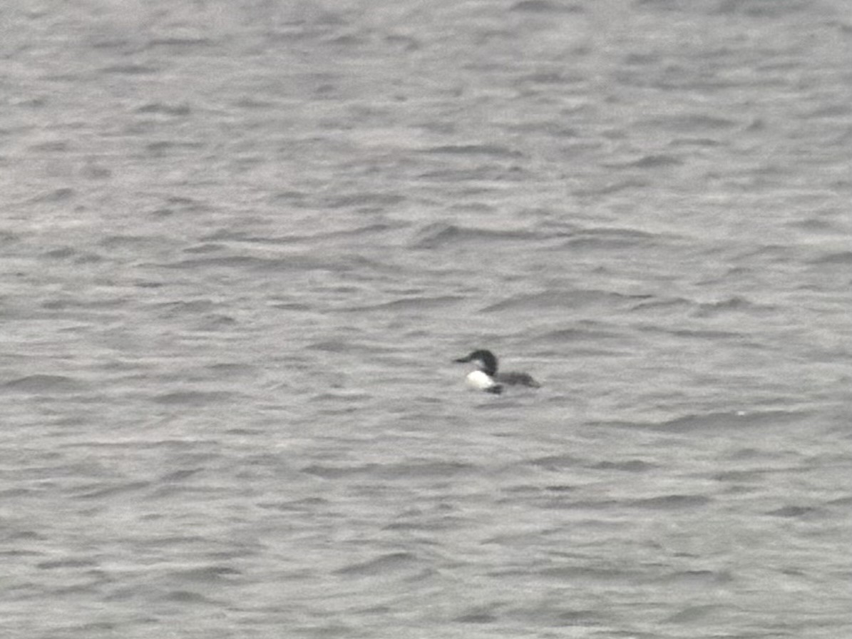 Pacific Loon - ML644908073