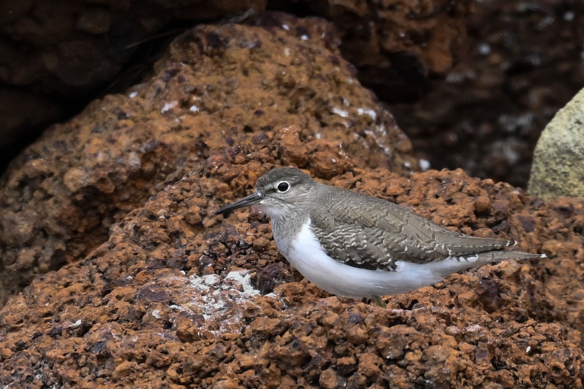 Common Sandpiper - ML644908112