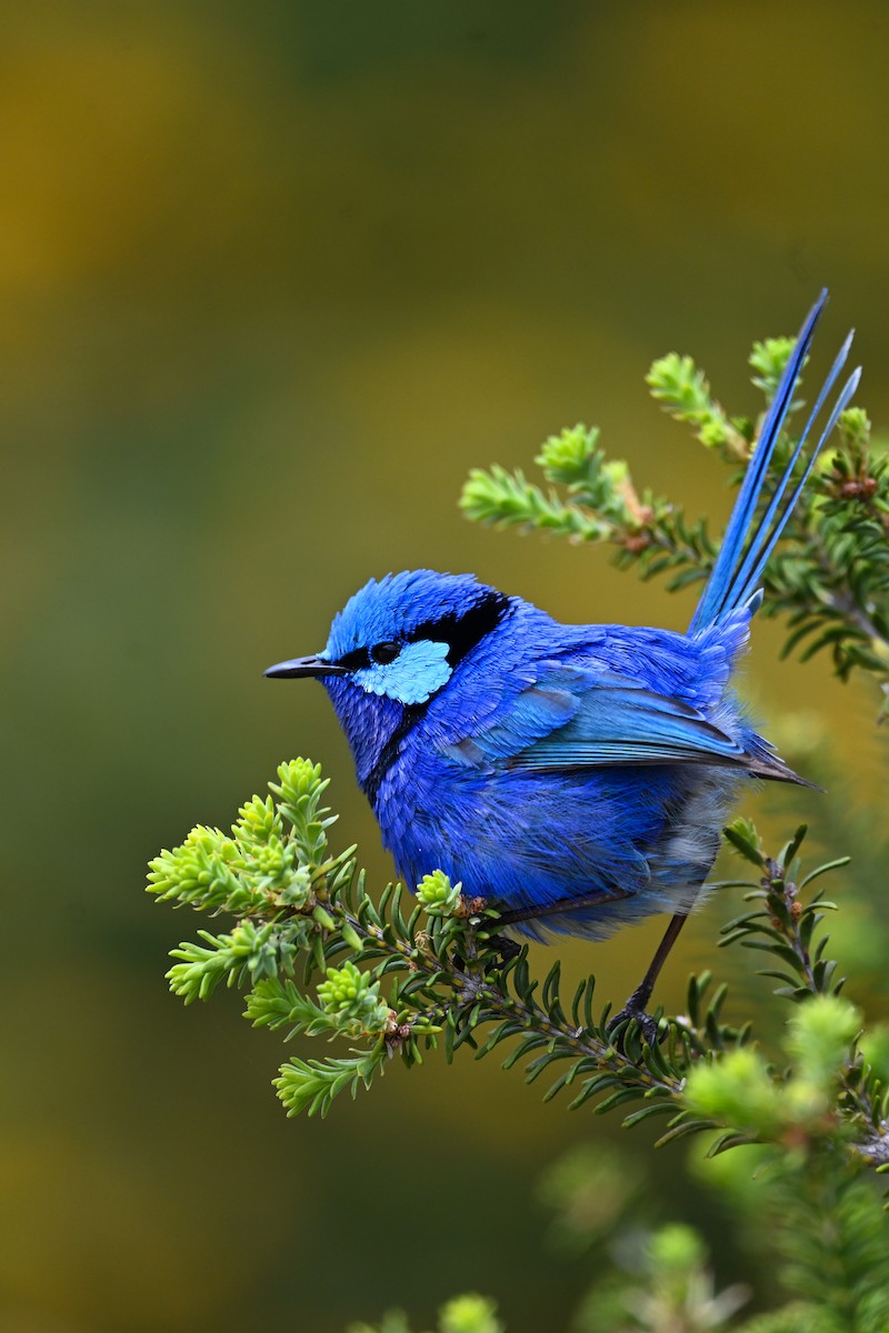 Splendid Fairywren - ML644908119