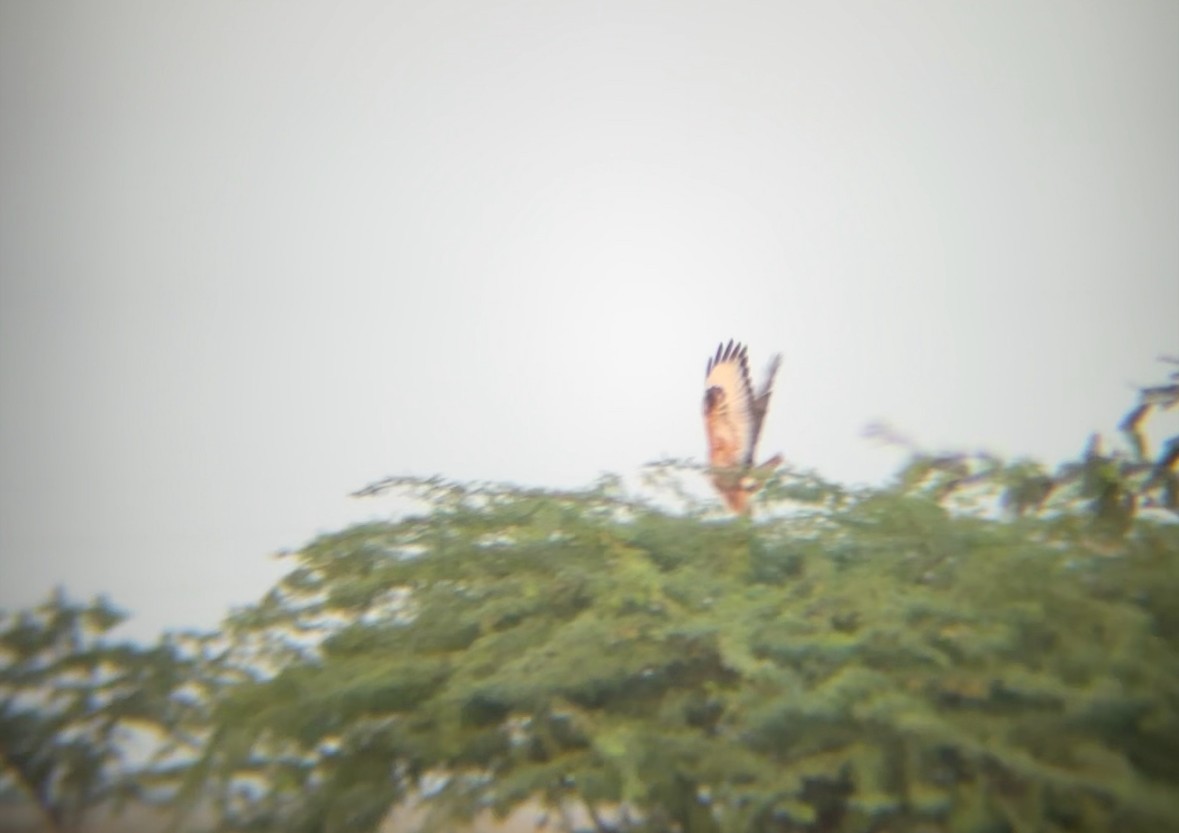 Long-legged Buzzard - ML644908125