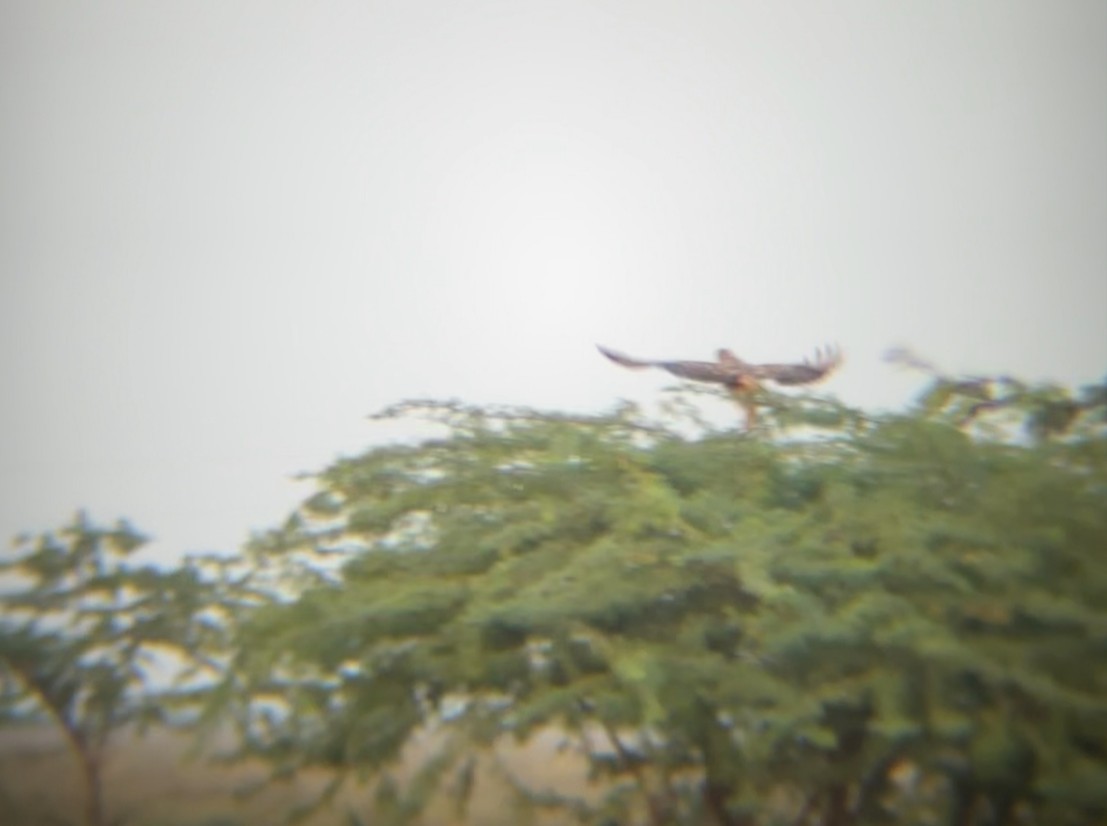 Long-legged Buzzard - ML644908126