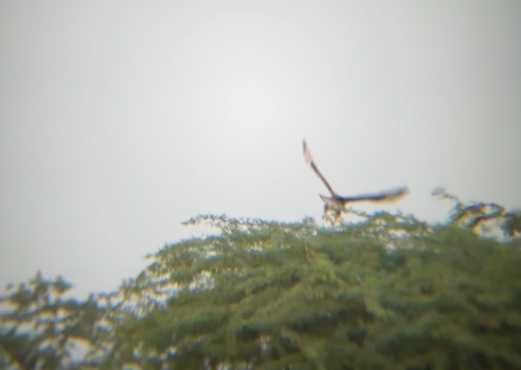 Long-legged Buzzard - ML644908127