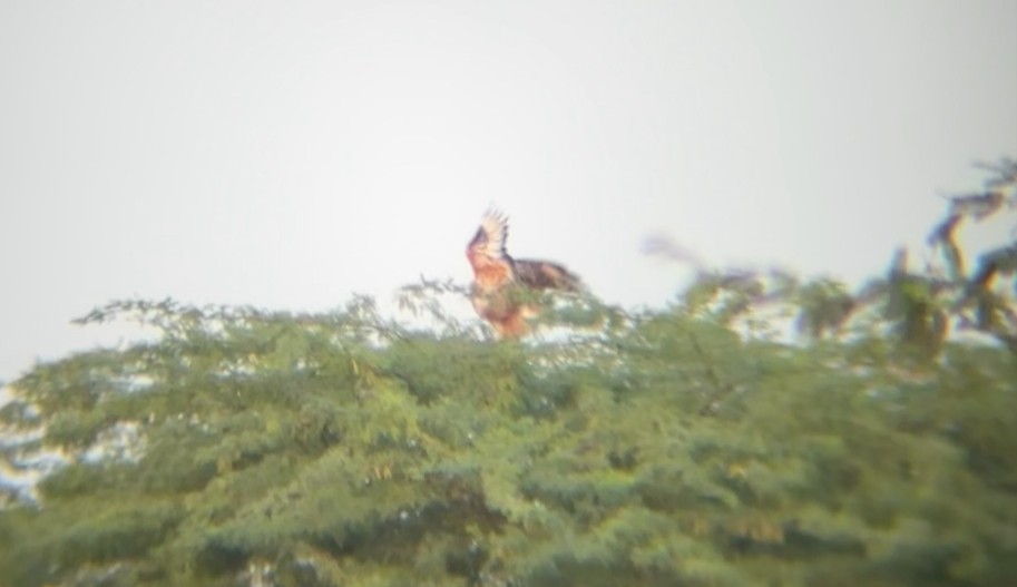 Long-legged Buzzard - ML644908128