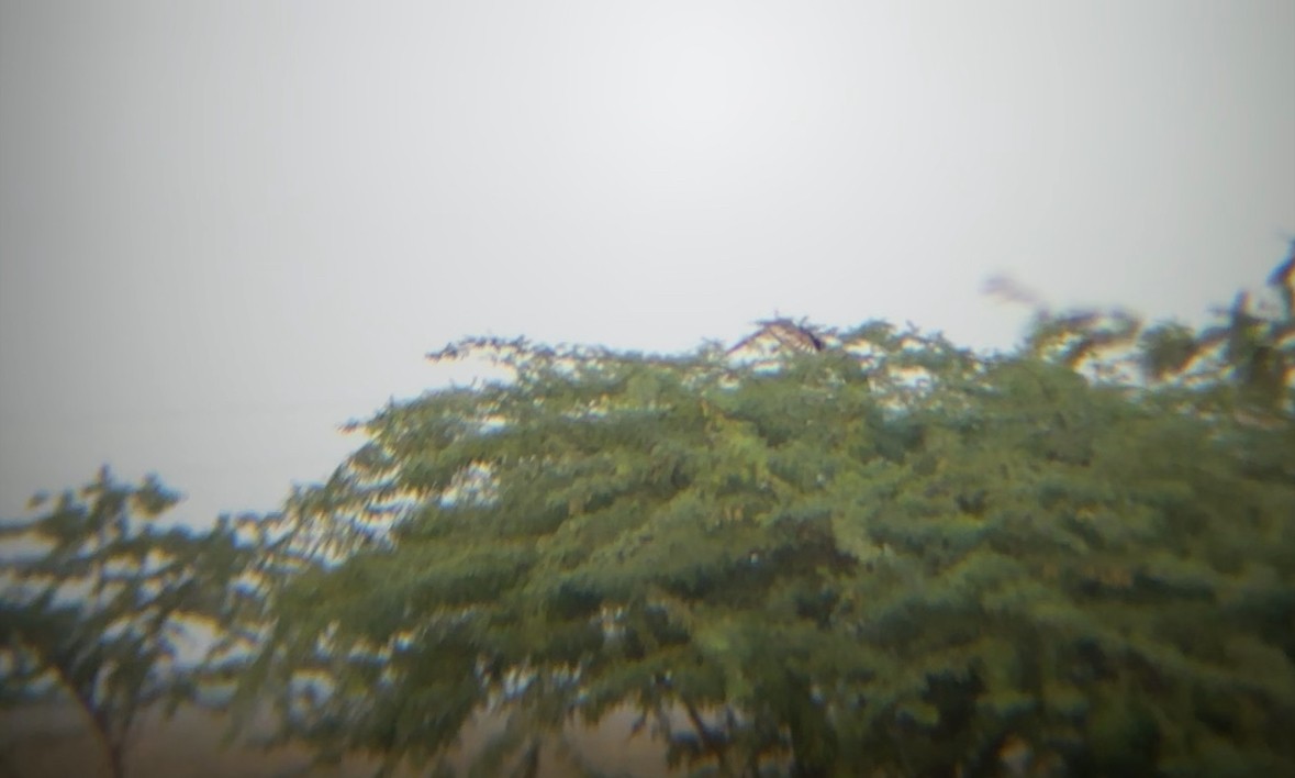 Long-legged Buzzard - ML644908129