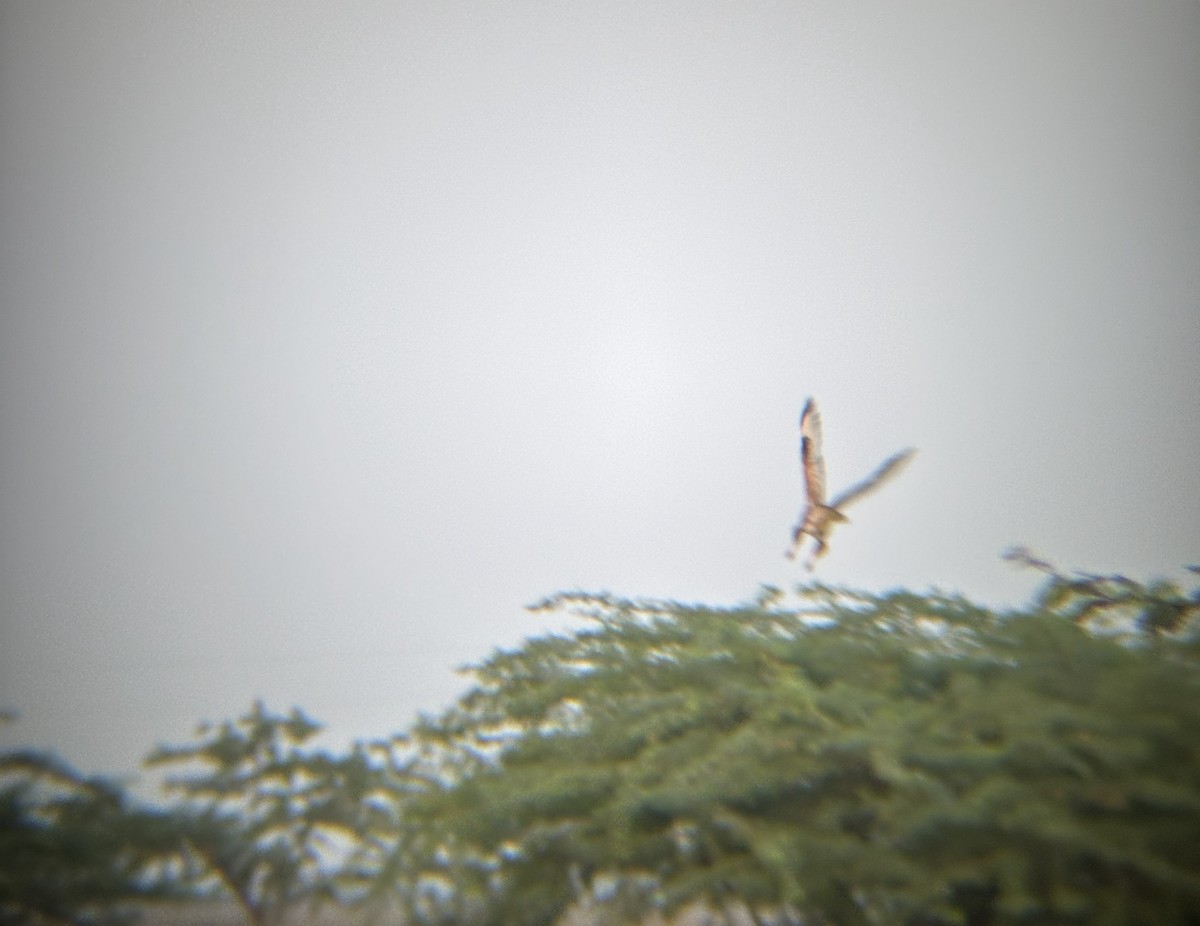 Long-legged Buzzard - ML644908134