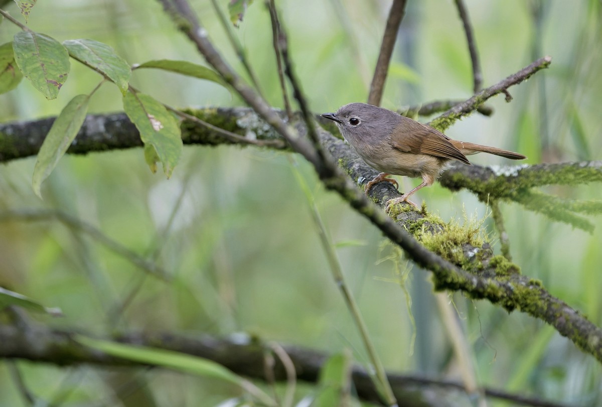David's Fulvetta - ML644908149