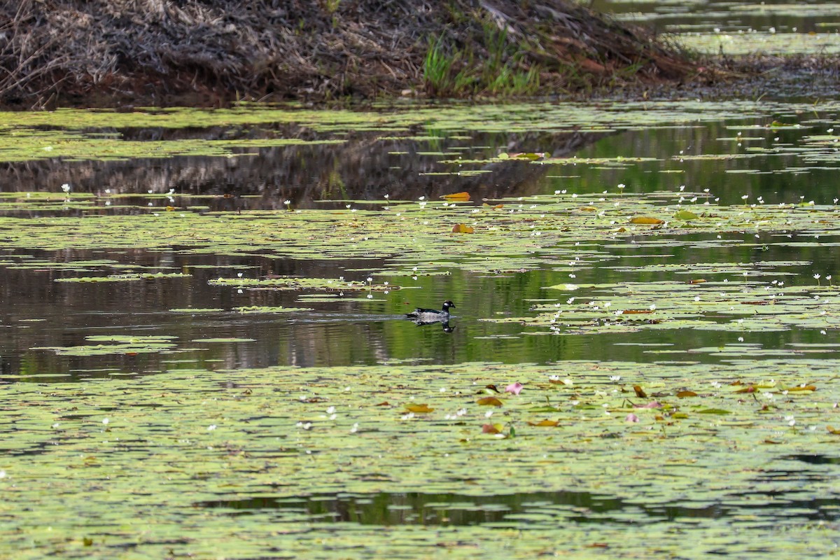 Green Pygmy-Goose - ML644908155