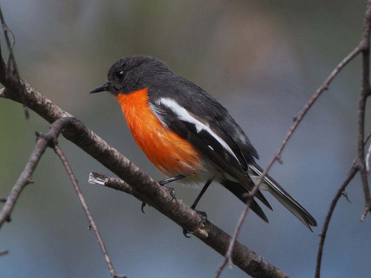 Flame Robin - ML644908157