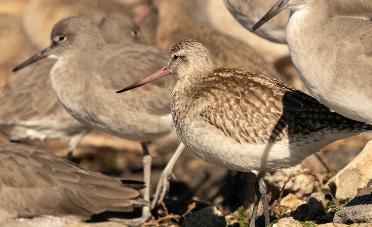 Bar-tailed Godwit - ML644908186