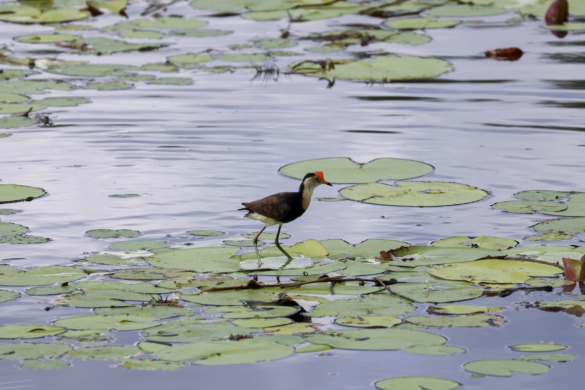 Comb-crested Jacana - ML644908187