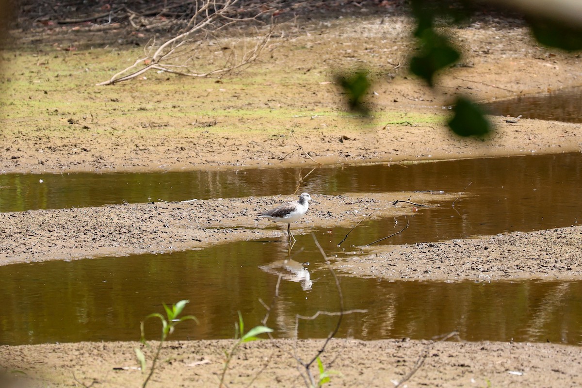 Үхэр хөгчүү - ML644908190