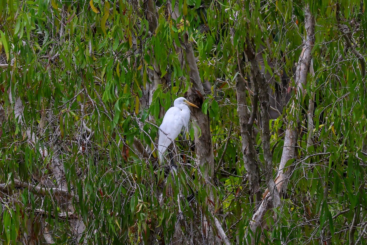 Plumed Egret - ML644908192