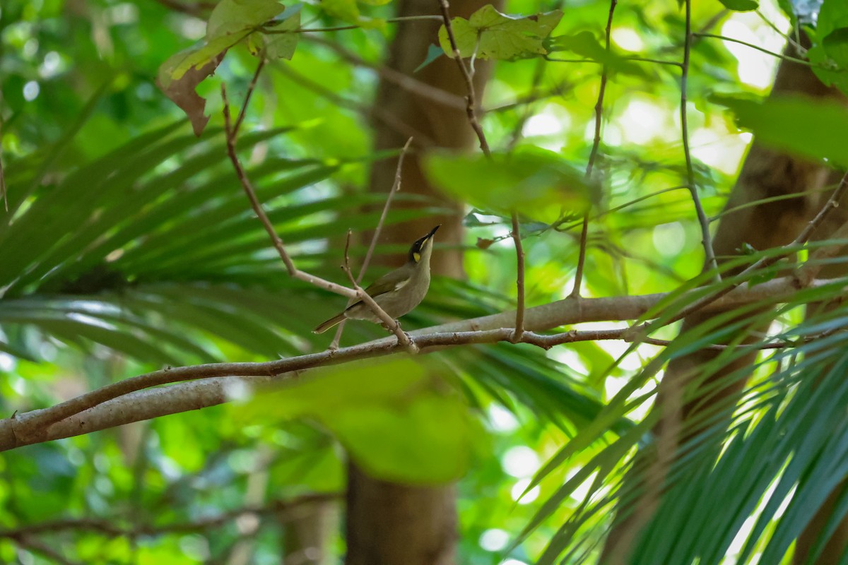 Yellow-spotted Honeyeater - ML644908195