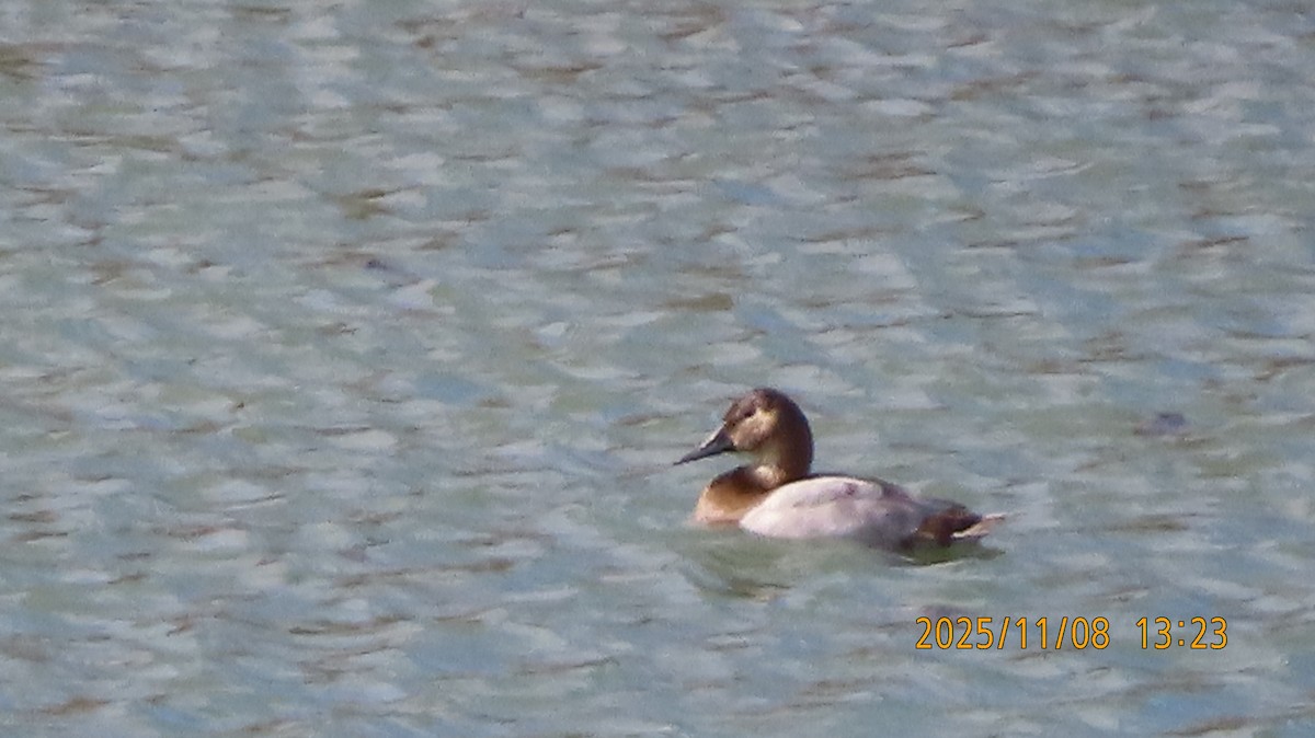 Canvasback - ML644908197