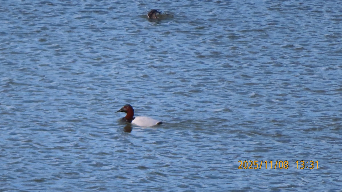 Canvasback - ML644908198