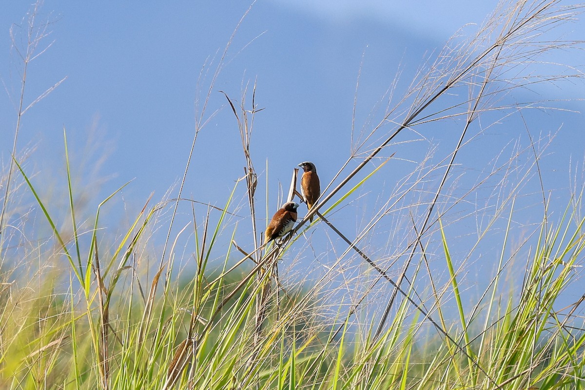 Chestnut-breasted Munia - ML644908199
