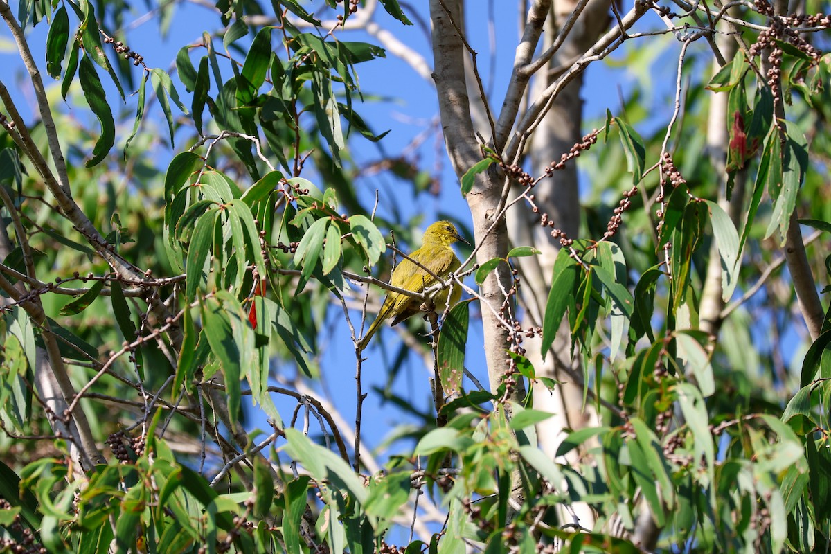 Yellow Honeyeater - ML644908212