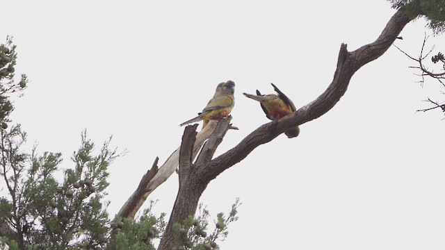 Папужець червоночеревий - ML644908215