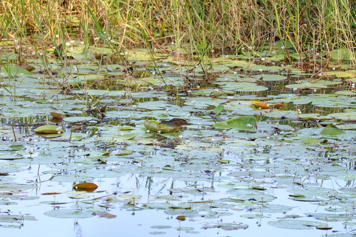 chřástal popelavý - ML644908217