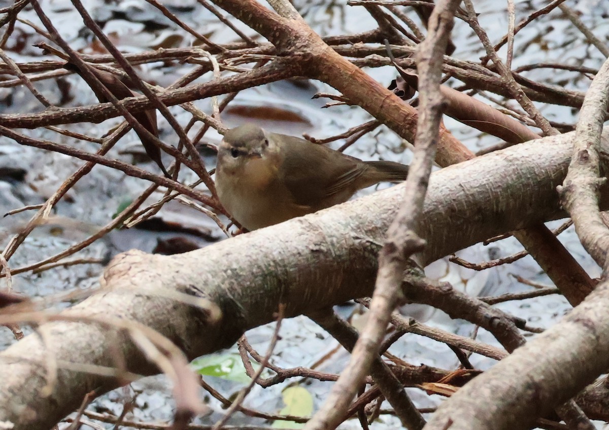 עלווית כהה - ML644908256
