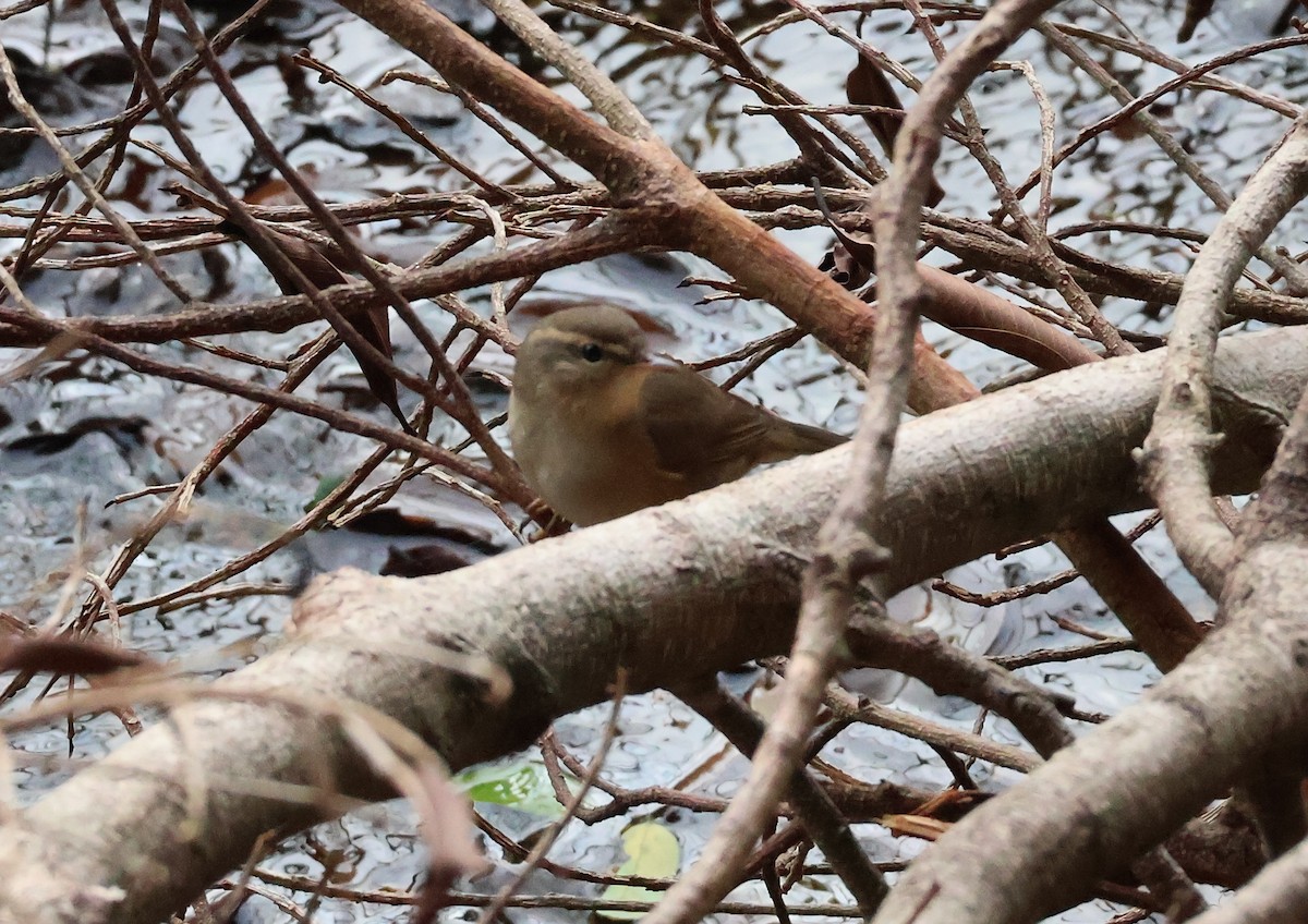 עלווית כהה - ML644908257