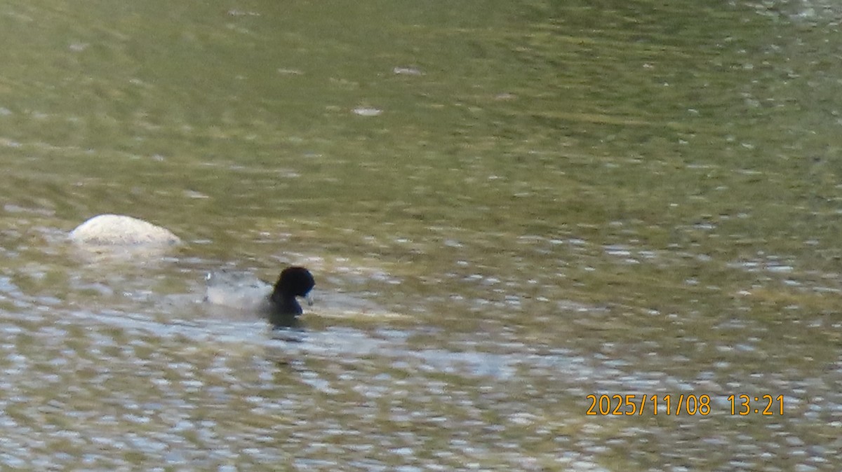 אגמית אמריקנית - ML644908258