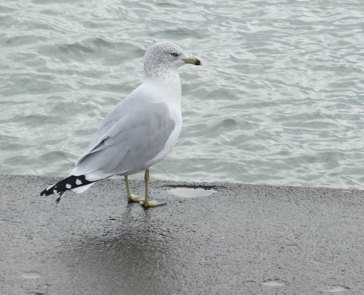 Ring-billed Gull - ML644908259
